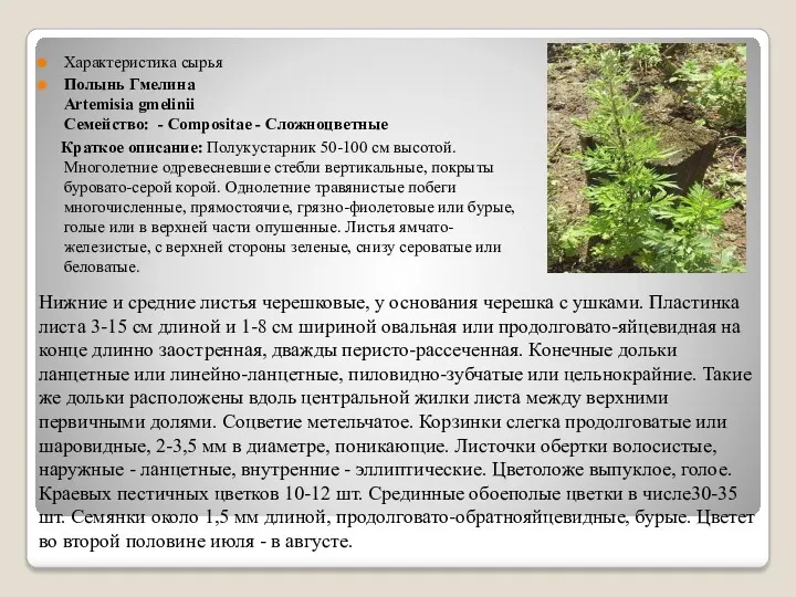 Характеристика сырья Полынь Гмелина Artemisia gmelinii Семейство: - Сompositae - Сложноцветные Краткое описание: