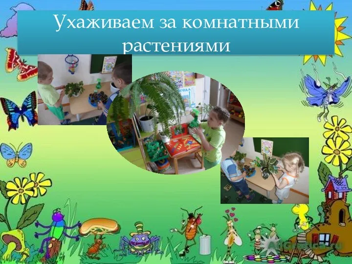 Ухаживаем за комнатными растениями