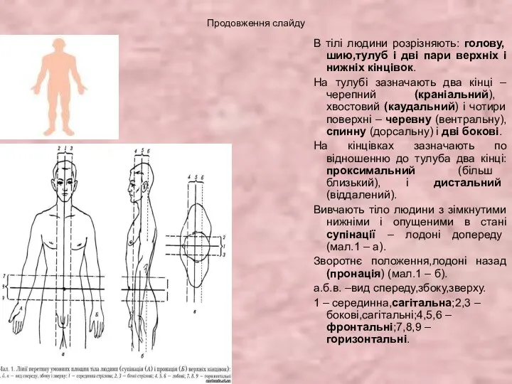 Продовження слайду В тілі людини розрізняють: голову,шию,тулуб і дві пари