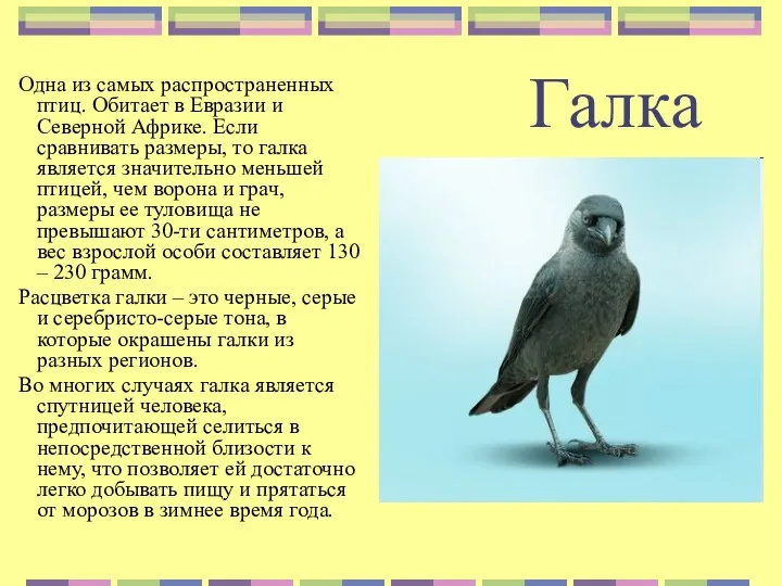 Галка Одна из самых распространенных птиц. Обитает в Евразии и