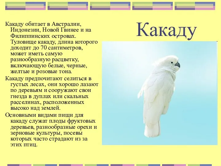 Какаду Какаду обитает в Австралии, Индонезии, Новой Гвинее и на