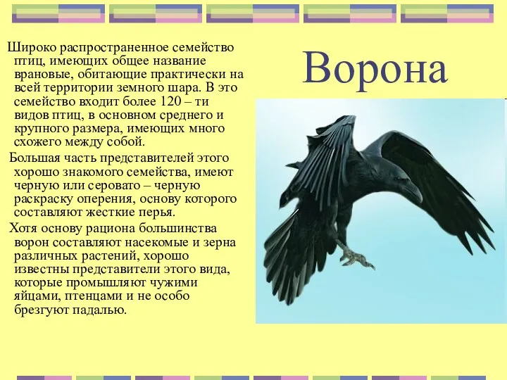 Ворона Широко распространенное семейство птиц, имеющих общее название врановые, обитающие