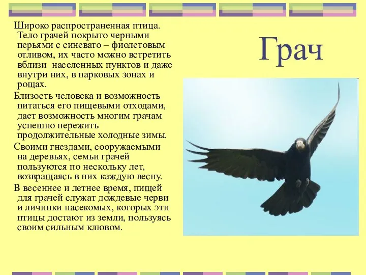 Грач Широко распространенная птица. Тело грачей покрыто черными перьями с