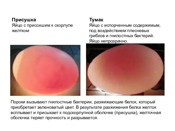 Присушка Яйцо с присохшим к скорлупе желтком Тумак Яйцо с