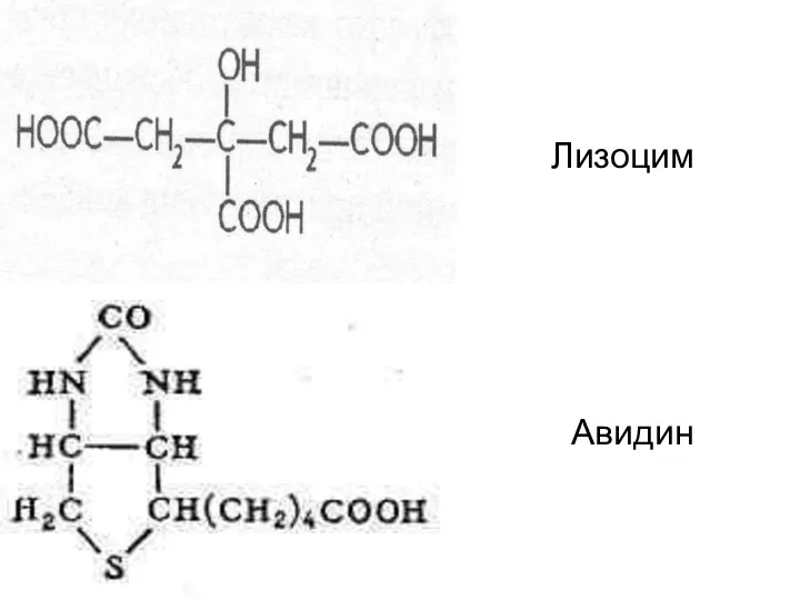 Лизоцим Авидин