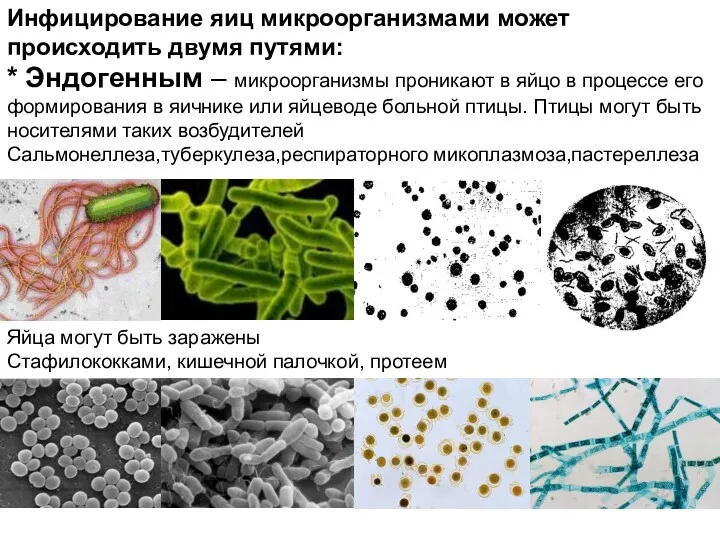 Инфицирование яиц микроорганизмами может происходить двумя путями: * Эндогенным –