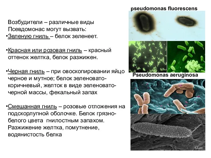 Возбудители – различные виды Псевдомонас могут вызвать: Зеленую гниль –