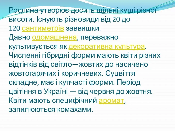 Рослина утворює досить щільні кущі різної висоти. Існують різновиди від 20 до 120