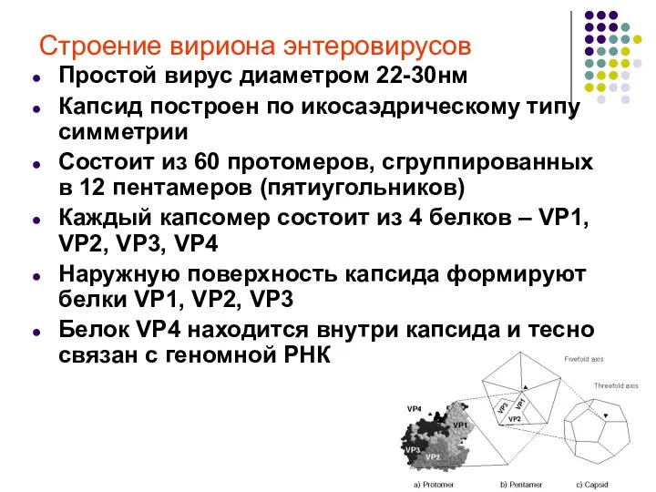 Строение вириона энтеровирусов Простой вирус диаметром 22-30нм Капсид построен по