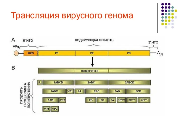 Трансляция вирусного генома