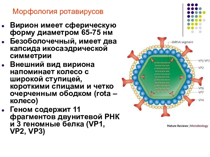 Морфология ротавирусов Вирион имеет сферическую форму диаметром 65-75 нм Безоболочечный,