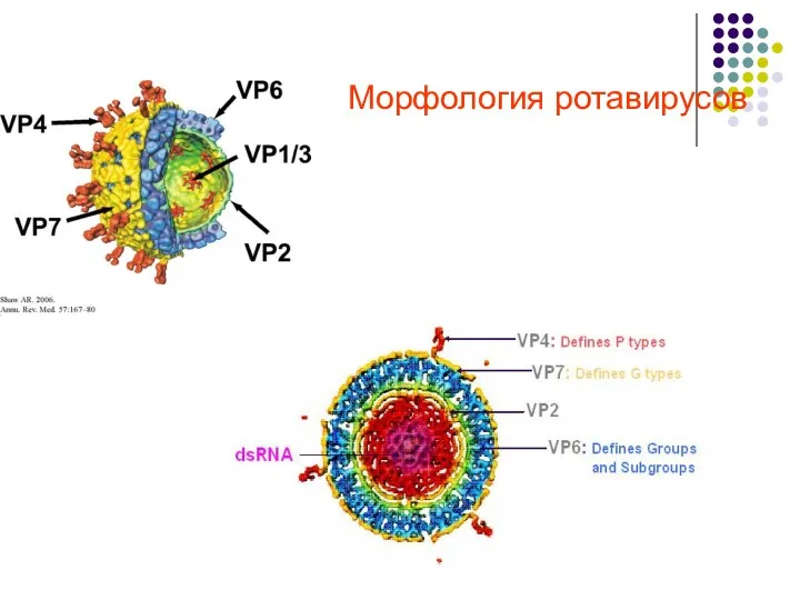 Морфология ротавирусов