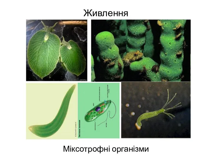 Живлення Міксотрофні організми