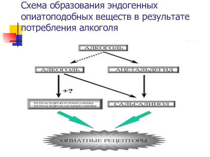 Схема образования эндогенных опиатоподобных веществ в результате потребления алкоголя