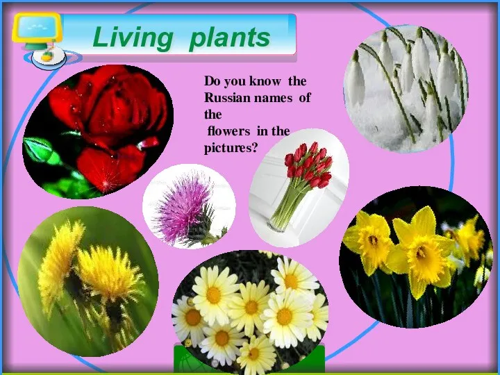 Living plants Do you know the Russian names of the flowers in the pictures?