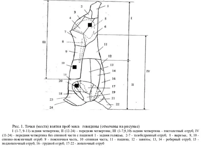 Рис. 1. Точки (места) взятия проб мяса говядины (отмечены на