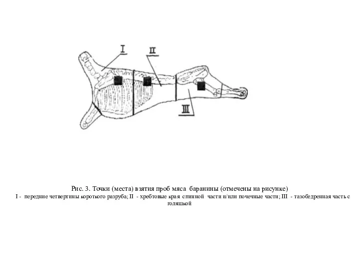 Рис. 3. Точки (места) взятия проб мяса баранины (отмечены на