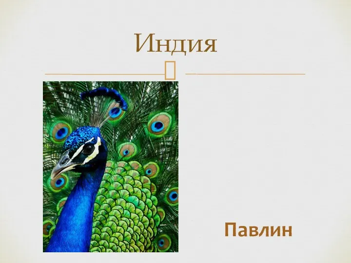 Индия Павлин