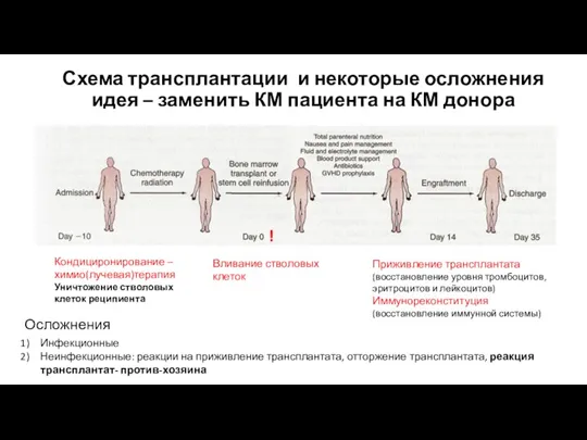 Схема трансплантации и некоторые осложнения идея – заменить КМ пациента