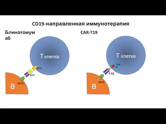 CD19-направленная иммунотерапия T клетка В Блинатомумаб T клетка В CAR-T19