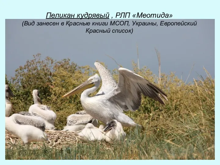 Пеликан кудрявый , РЛП «Меотида» (Вид занесен в Красные книги МСОП, Украины, Европейский Красный список)