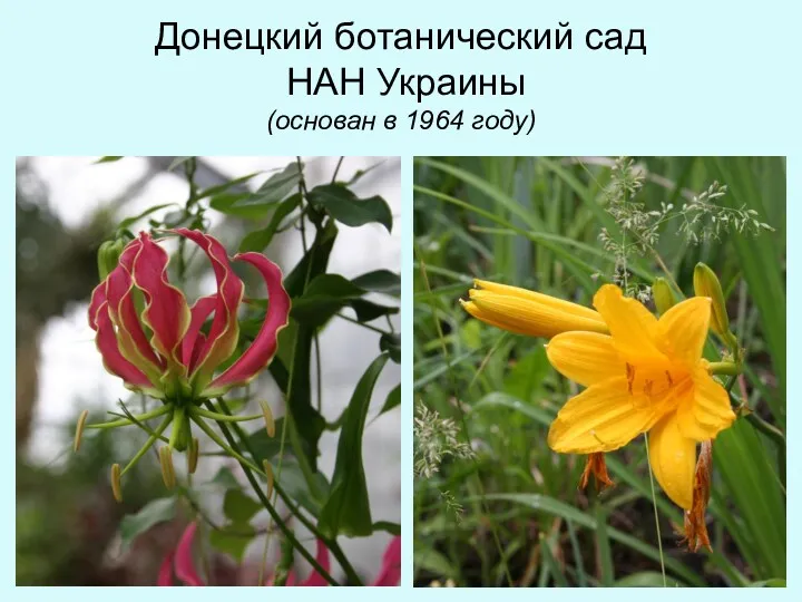 Донецкий ботанический сад НАН Украины (основан в 1964 году)