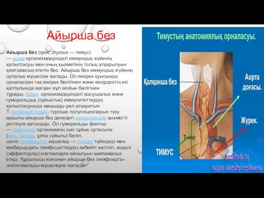 Айырша без (грек, thymus — тимус) — адам организмдеріндегі иммундық