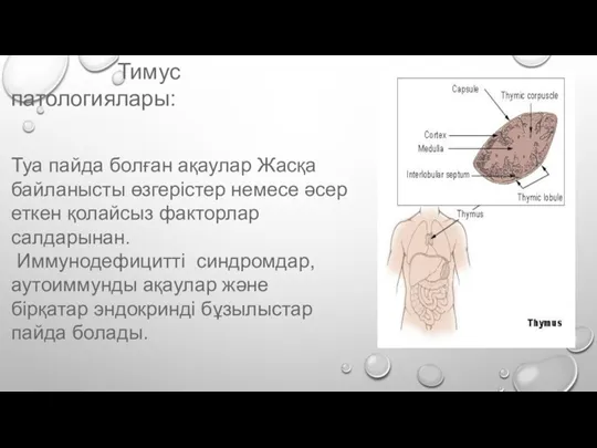 Тимус патологиялары: Туа пайда болған ақаулар Жасқа байланысты өзгерістер немесе