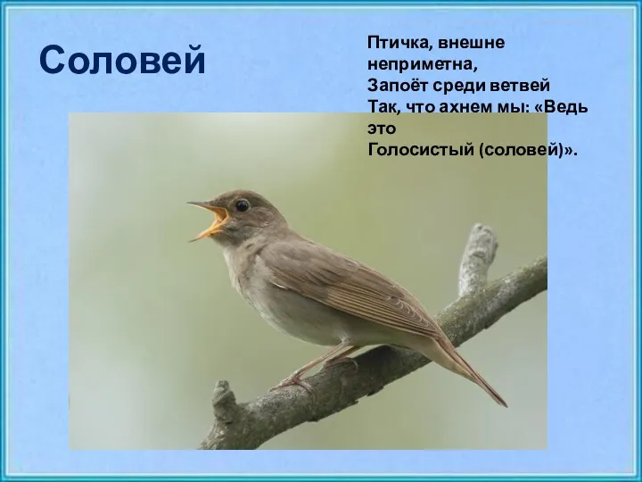 Соловей Птичка, внешне неприметна, Запоёт среди ветвей Так, что ахнем мы: «Ведь это Голосистый (соловей)».
