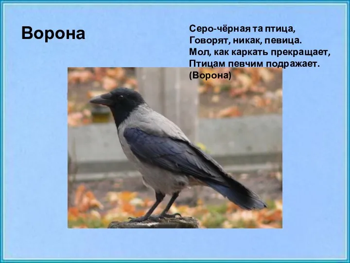 Ворона Серо-чёрная та птица, Говорят, никак, певица. Мол, как каркать прекращает, Птицам певчим подражает. (Ворона)