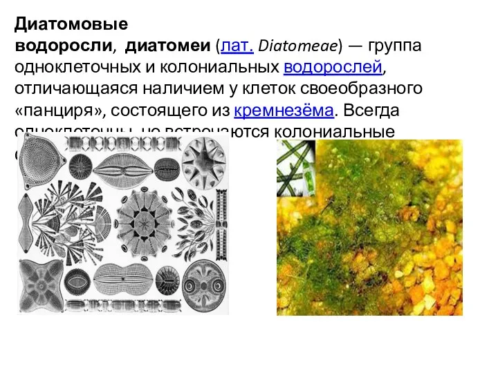 Диатомовые водоросли, диатомеи (лат. Diatomeae) — группа одноклеточных и колониальных