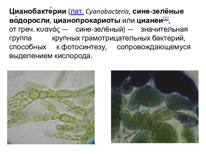 Цианобакте́рии (лат. Cyanobacteria, сине-зелёные во́доросли, цианопрокариоты или цианеи[1], от греч.