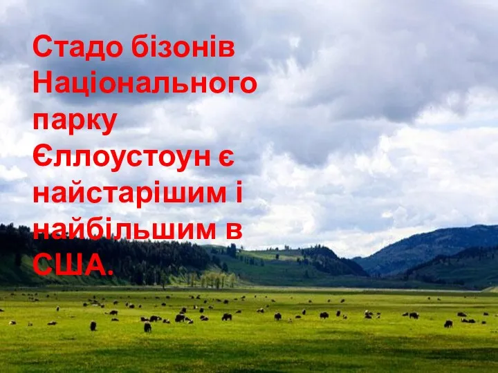 Стадо бізонів Національного парку Єллоустоун є найстарішим і найбільшим в США.