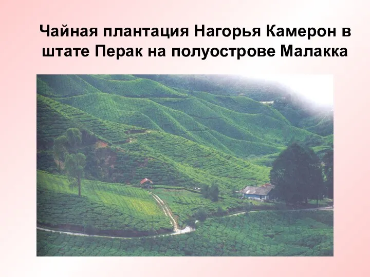 Чайная плантация Нагорья Камерон в штате Перак на полуострове Малакка