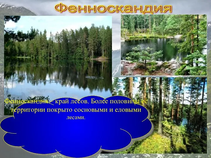 Фенноскандия Фенноскандия – край лесов. Более половины её территории покрыто сосновыми и еловыми лесами.