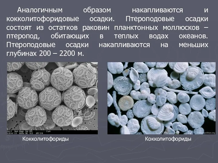 Аналогичным образом накапливаются и кокколитофоридовые осадки. Птероподовые осадки состоят из