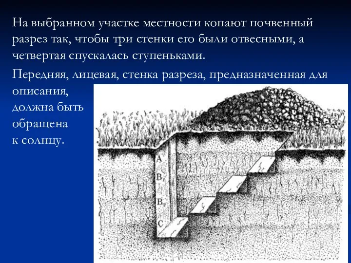 На выбранном участке местности копают почвенный разрез так, чтобы три