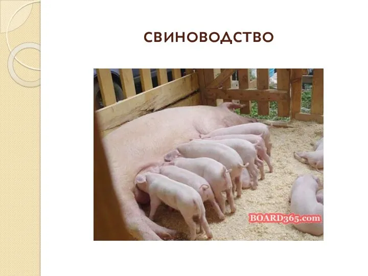 свиноводство