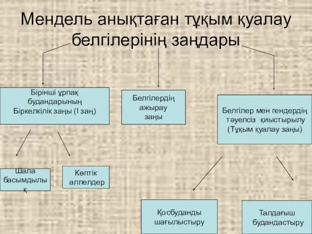 Мендель анықтаған тұқым қуалау белгілерінің заңдары Бірінші ұрпақ будандарының Біркелкілік заңы (І заң)