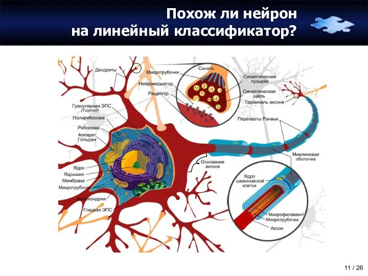 Похож ли нейрон на линейный классификатор?