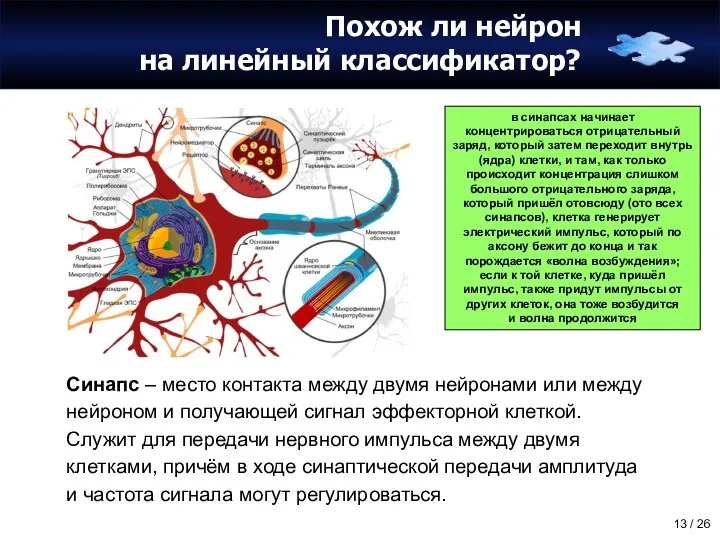 Похож ли нейрон на линейный классификатор? Синапс – место контакта