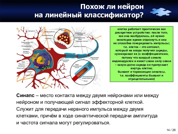 Похож ли нейрон на линейный классификатор? Синапс – место контакта