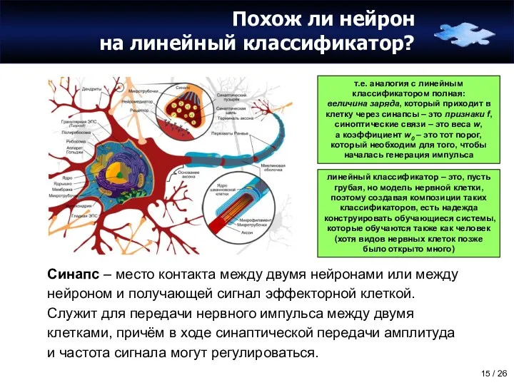 Похож ли нейрон на линейный классификатор? Синапс – место контакта