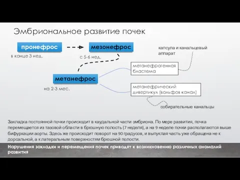 Эмбриональное развитие почек пронефрос мезонефрос метанефрос с 5-6 нед. в