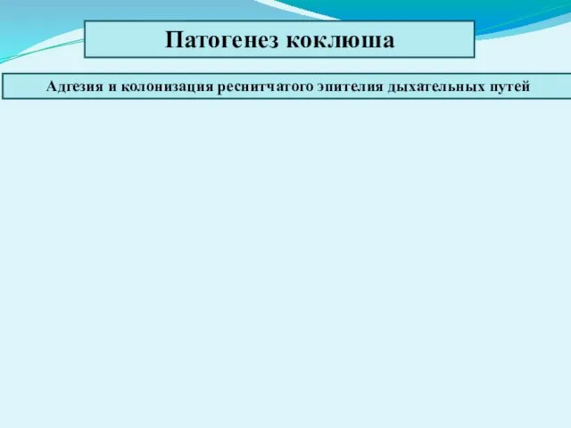 Патогенез коклюша Адгезия и колонизация реснитчатого эпителия дыхательных путей