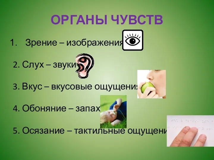 ОРГАНЫ ЧУВСТВ Зрение – изображения 2. Слух – звуки 3.