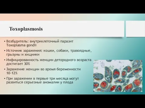 Toxoplasmosis Возбудитель: внутриклеточный паразит Toxoplasma gondii Источник заражения: кошки, собаки, травоядные, грызуны и
