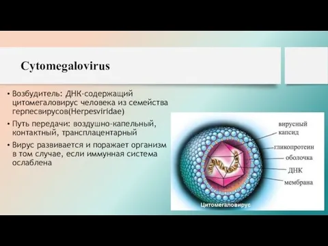 Cytomegalovirus Возбудитель: ДНК-содержащий цитомегаловирус человека из семейства герпесвирусов(Herpesviridae) Путь передачи: воздушно-капельный, контактный, трансплацентарный