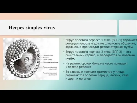 Herpes simplex virus Вирус простого герпеса 1 типа (ВПГ-1) поражает ротовую полость и