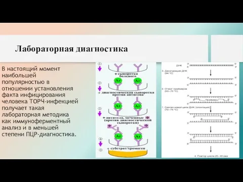 Лабораторная диагностика В настоящий момент наибольшей популярностью в отношении установления факта инфицирования человека